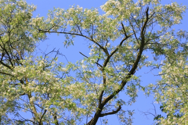 Robinia pseudoacacia